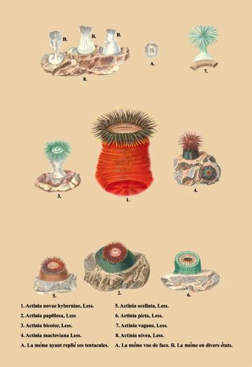 Actinia Novae Hybernine  Less et al. 24x36 Giclee