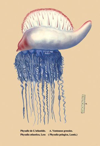 Physalie de l&#39;Atlantide et al. 24x36 Giclee