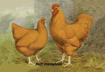 Buff Orpingtons 24x36 Giclee