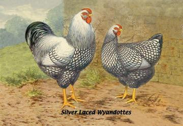 Silver Laced Wyandottes 24x36 Giclee