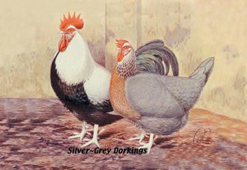 Silver-Grey Dorkings 24x36 Giclee