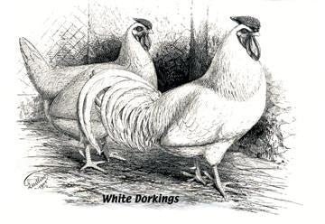 White Dorkings 24x36 Giclee