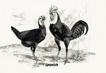 Spanish (Chickens) 24x36 Giclee