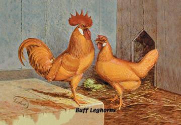 Buff Leghorns 24x36 Giclee