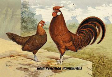 Gold Pencilled Hamburghs 24x36 Giclee