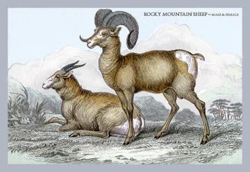 Rocky Mountain Sheep - Male & Female 24x36 Giclee