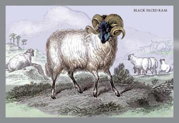 Black Faced Ram 24x36 Giclee