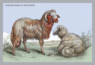 Barbary Breed of Wild Sheep 24x36 Giclee