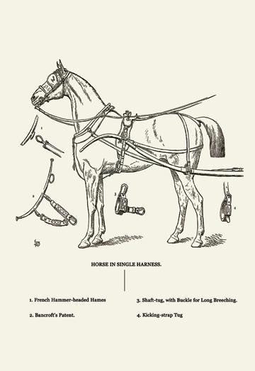 Single Harness Horse 24x36 Giclee