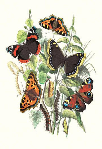 Butterflies: V. Atalanta  V. Antiopa  et al. 24x36 Giclee