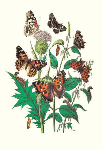 Butterflies: V. Xanthomelas  V. Prorsa  et al. 24x36 Giclee