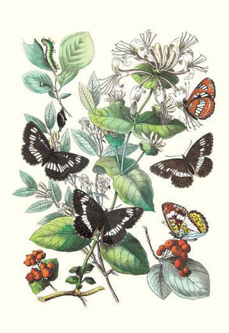 Butterflies: N. Lucilla  L. Sibylla 24x36 Giclee