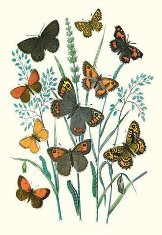 Butterflies: E. Hyperanthus  N. Lucina  et al. 24x36 Giclee