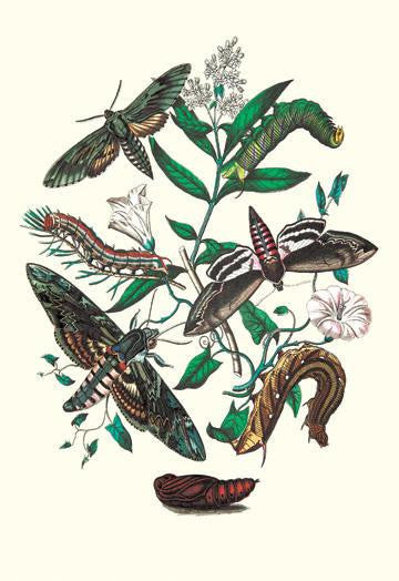 Moths: S. Pinastri  S. Convolvuli  S. Lingustri 24x36 Giclee