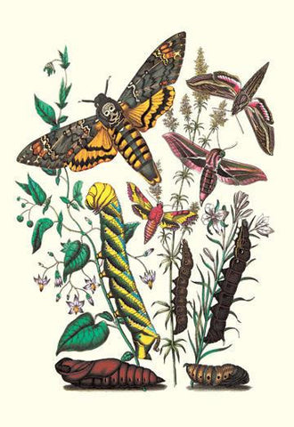 Moths: C. Colerio  C. Elpenor  C. Porcellus 24x36 Giclee