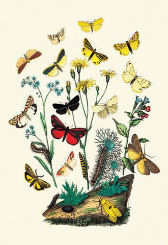 Moths: C. Miniata  S. Aurita  et al. 24x36 Giclee