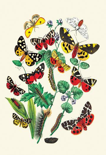 Moths: N. Plantaginis  A. Purpurea  et al. 24x36 Giclee