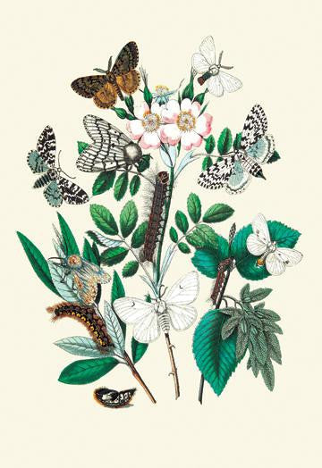 Moths: L. Salicis  O. Dispar  et al. 24x36 Giclee