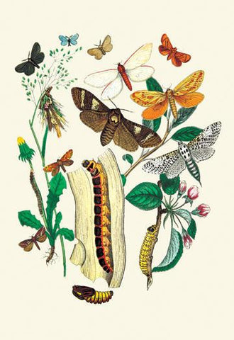 Moths: C. Ligniperda  Z. Aesculi  et al. 24x36 Giclee