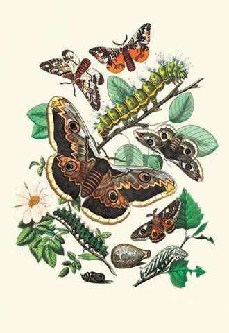 Moths: E. Versicolora  S. Pyri  S. Carpini 24x36 Giclee