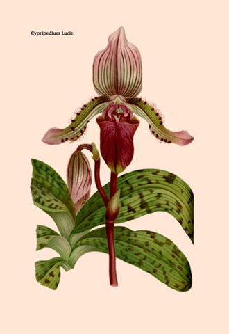 Orchid: Cypripedium Lucie 24x36 Giclee