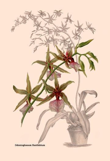 Orchid: Odontoglossum Hastilablum 24x36 Giclee