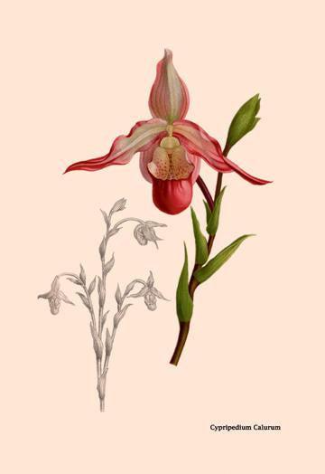 Orchid: Cypripedium Calurum 24x36 Giclee