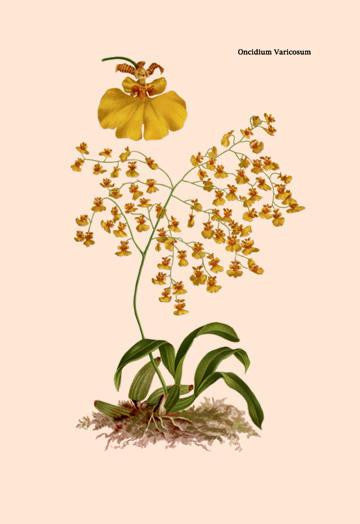 Orchid: Oncidium Varicosum 24x36 Giclee