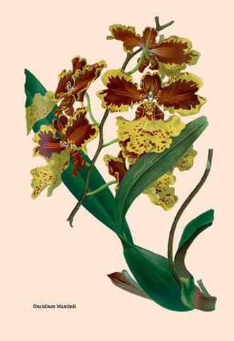 Orchid: Oncidium Mantinii 24x36 Giclee