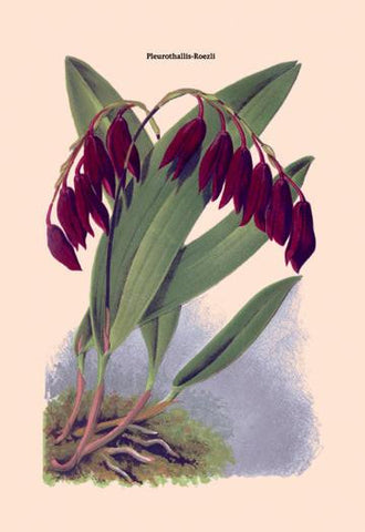 Orchid: Pleurothallis-Roezli 24x36 Giclee