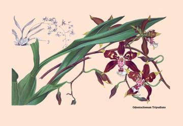 Orchid: Odontoglossum Tripudans 24x36 Giclee