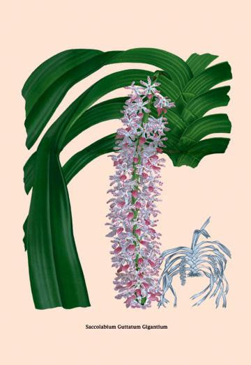 Orchid: Saccolabium Guttatum Gicanticum 24x36 Giclee