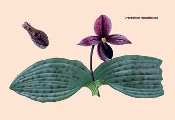 Orchid: Cypripedium Margaritaceum 24x36 Giclee