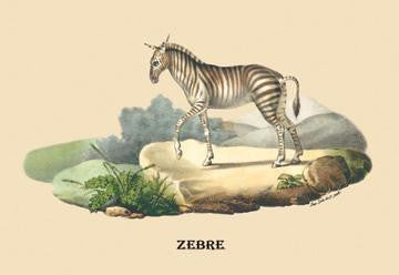 Zebre (Zebra) 24x36 Giclee