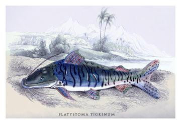 Platystoma Tigrinum 24x36 Giclee