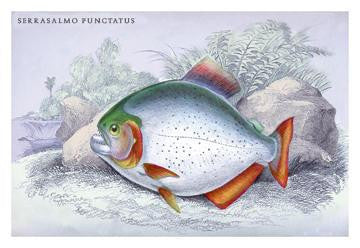 Serrasalmo Punctatus 24x36 Giclee