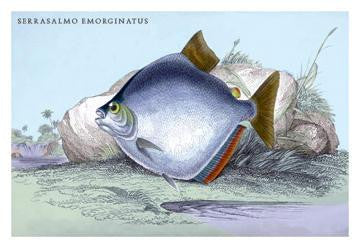 Serrasalmo Emerginatus 24x36 Giclee