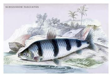 Schizodon Fasciatus 24x36 Giclee