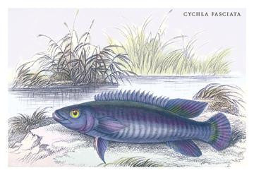 Cychla Fasciata 24x36 Giclee