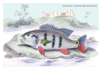 Cychla Flavo-Maclelata 24x36 Giclee