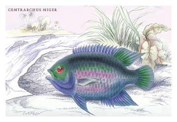 Centrarchus Niger 24x36 Giclee