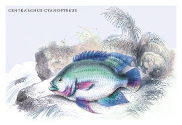 Centrarchus Cyanopterus 24x36 Giclee