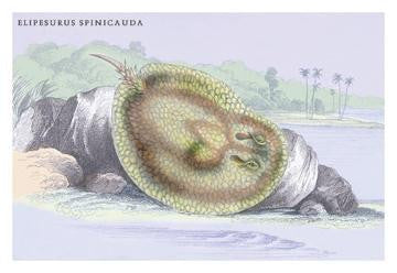 Elipersurus Spinicauda 24x36 Giclee