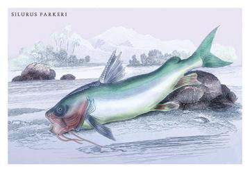 Silurus Parkeri 24x36 Giclee