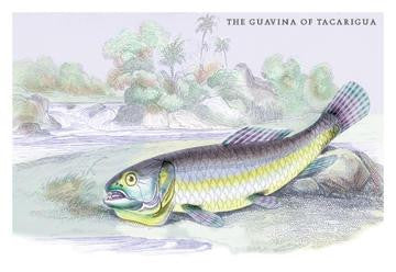 The Gavina of Tacarigua 24x36 Giclee