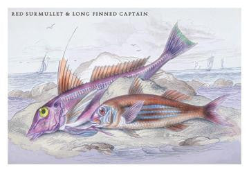 Red Surmullet and LOF Finned Captain 24x36 Giclee