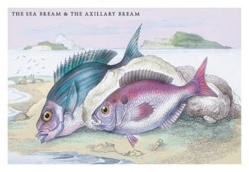 The Sea Bream and the Axillary Bream 24x36 Giclee