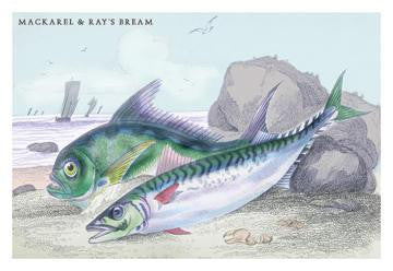 Mackarel and Ray&#39;s Bream 24x36 Giclee