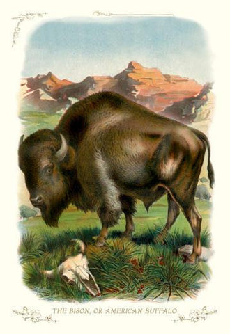 The Bison  or American Buffalo 24x36 Giclee