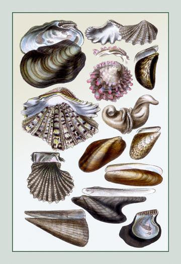 Shells: Monomyaria #1 24x36 Giclee